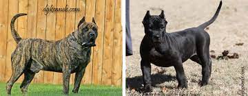 This can be a dangerous and costly mistake if the website turns out to be a scam or puppy mill. Presa Canario Breeders In Georgia D G Kennels