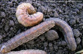 The tree which moves some to tears of joy is in the eyes of others only a green thing which stands in the way. 4 Natural Management Tips For Cutworms Northwest Center For Alternatives To Pesticides