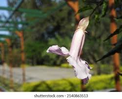 Image result for Pavetta rwandensis