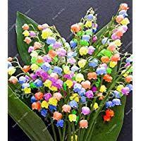 9 Gorgeous Plants That Grow Well Under Pine Trees Lily Of The Valley Flowers Flower Seedlings Orchid Seeds