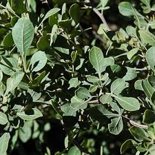 Image result for Searsia