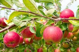 Check spelling or type a new query. The Best Fertilizer For Fruit Trees Fertilizing Guides