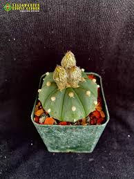 Image result for Thesium asterias