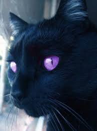 Beautiful Black Cat With Purple Eyes Pin By Faithgamez On Cute Animals Beautiful Cats Cat Colors Purple Cat