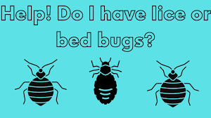 Image result for lice vs nits