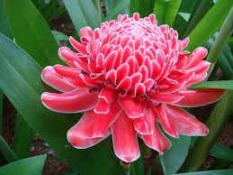 Bunga Kantan Or Torch Ginger