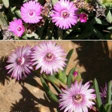 Image result for Osteospermum muricatum
