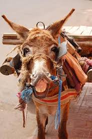 If i could tell you the exact intersection where i saw. Donkey Morocco Last Animal Pikist