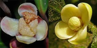 Image result for Clusiaceae