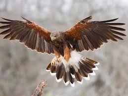 Este pequeno falcão é comum em zonas agrícolas do nosso território, assim. Animal Espiritual Falcao Viver Natural