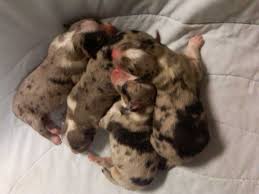 Australian Shepherd Pitbull Mix Black And White Pin On Oh No