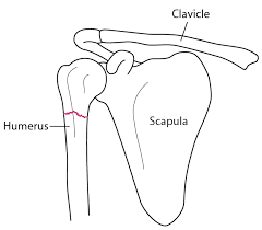 I have worked in a lot of nursing fields. Upper Arm Fractures Injuries And Poisoning Msd Manual Consumer Version
