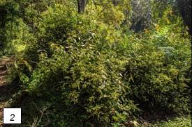 Image result for Sericostachys scandens