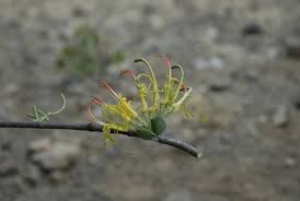 Image result for Plicosepalus sagittifolius