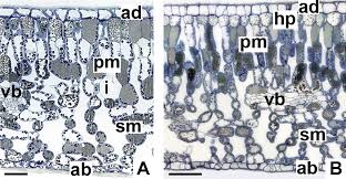 Image result for Pearsonia mesopontica