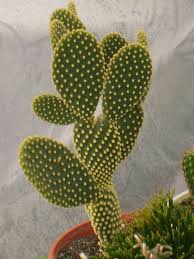 La mayoría de ellas se pueden reproducir fácilmente, asique siga las instrucciones que les dejaremos a continuación y hágalo usted mismo desde la comodidad de su hogar. Opuntia World Of Succulents Facebook Cactus Opuntia Microdasys Bunny Ear Cactus