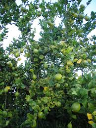 Avocado tree may not survive winter temperatures | las vegas review. Xtremehorticulture Of The Desert Non Myers Lemon And Picking Vs Flowering