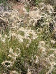 Image result for Elionurus