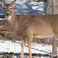 Deer Dilemma event in Jackson Township, NJ