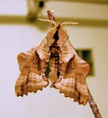 Maybe you would like to learn more about one of these? Looks Like A Leaf But It Is A Moth Paonias Excaecata Bugguide Net