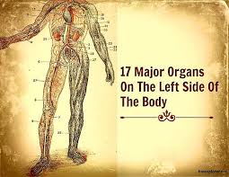 Human Anatomy Organs Left Side Organs On Left Side Of Body Major Organs On Left Side On Exter Anatomy Organs Body Anatomy Human Body Organs