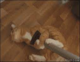 See more ideas about cat memes, crazy cats, funny animals. Swiffer S Newest Cleaning Attachment Lolcats Lol Cat Memes Funny Cats Funny Cat Pictures With Words On Them Funny Pictures Lol Cat Memes Lol Cats
