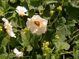 Image result for Momordica foetida