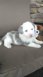 Check spelling or type a new query. Charlotte Mini Sheepadoodle Puppy For Sale In Sugarcreek Oh Happy Valentines Day Happyvalentinesday2016i