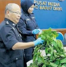Malaslah nak minum air kosong. Anim Agro Technology Daun Ketum Kesan Gian