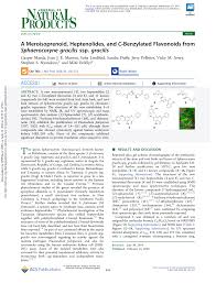 Image result for Sphaerocoryne gracilis