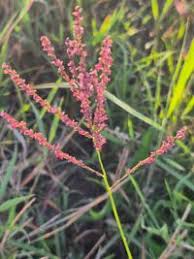 Image result for Digitaria velutina