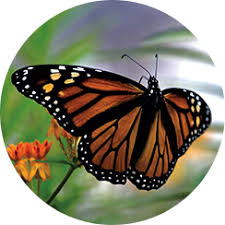 Maybe you would like to learn more about one of these? Home Native Plants Finder