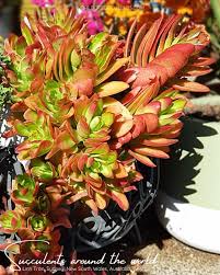 Image result for Crassula alsinoides