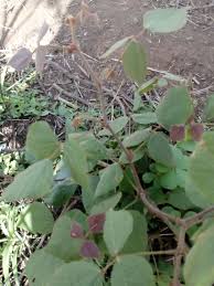 Image result for Rhynchosia viscosa