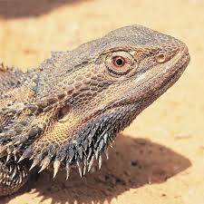 All you require is to choose the with the end goal to make bearded dragon coloring page you have to send an image to print. Bearded Dragons Bush Heritage Australia