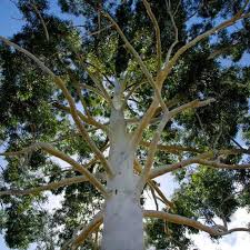 Image result for Eucalyptus grandis