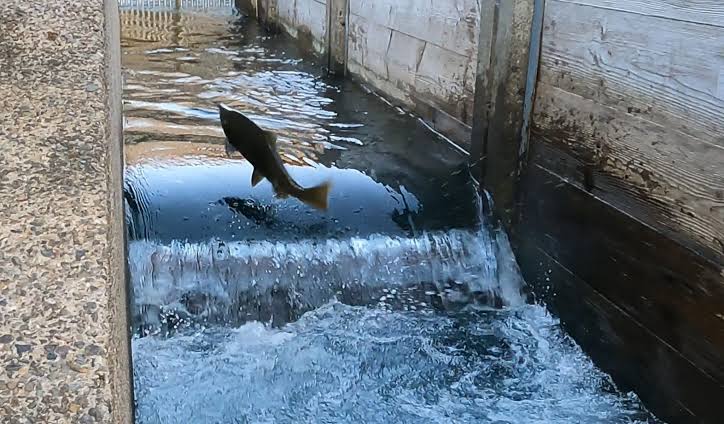 Visiting Bonneville Dam and Fish Hatchery in Oregon