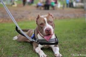 Rehome is free to you, and your cat's new adopter will pay a small adoption fee which will then be donated in full to a local animal shelter or rescue, like. Plenty Of Pit Bulls Pit Bull Rescue Advocacy Education And Community Building