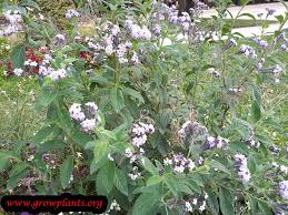 Image result for Heliotropium lineare