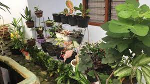 Bunga ini termasuk ke dalam jenis bunga yang tidak perlu terlalu sering disiram dengan air. Hobi Tanaman Hias Hobi Terfavorit Pada Masa Pandemi Kompasiana Com