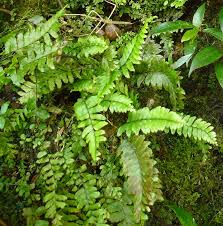Image result for Aspleniaceae