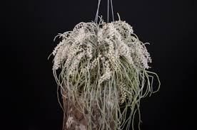 Image result for Microcoelia koehleri