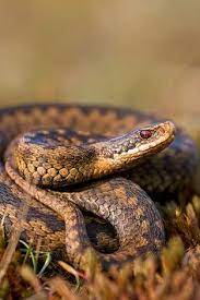 Adder Snake Adder Snake Beautiful Snakes