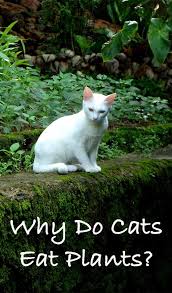 According to the aspca website, scientists don't finding a plant that repels cats might require some experimentation. Why Do Cats Eat Plants And How To Stop Them Doing It