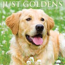 Just Goldens 2021 Wall Calendar Dog Breed Calendar Willow Creek Press 9781549211904 Amazon Com Books