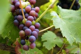 Weinreben Schneiden Anleitung Zum Rebschnitt Gartendialog De Weinreben Pflanzen Weinrebe Reben