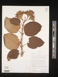Image result for Clerodendrum lutambense