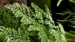 We did not find results for: Maidenhair Fern Burke S Backyard