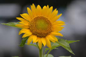 Bunga ini dikenal sebagai tanaman yang populer di belanda bahkan menjadi salah satu icon di negara tersebut. Mengenal Tanaman Bunga Matahari Helianthus Annuus Linnaeus Planter And Forester