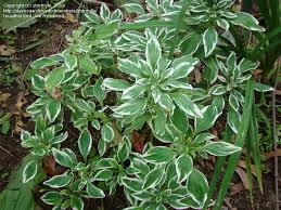 Image result for Alstroemeria pulchella